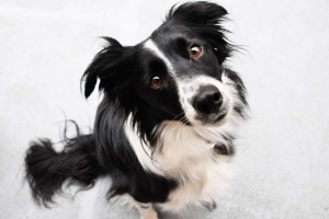 Znanstvenici su otkrili da psi mogu razlikovati osobe Znanstvenici su otkrili da psi mogu razlikovati osobe